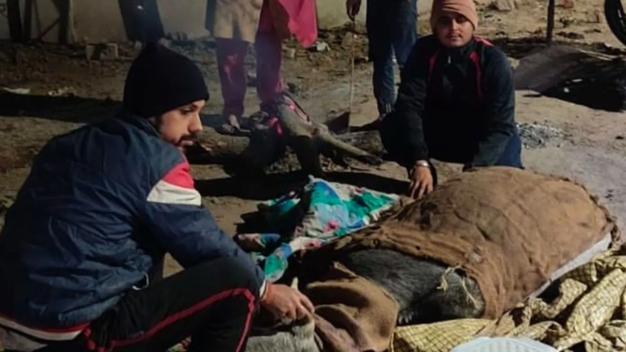 शहर के आई हॉस्पिटल चौराहे के नजदीक छांव के नीचे मौजूद गौवंश