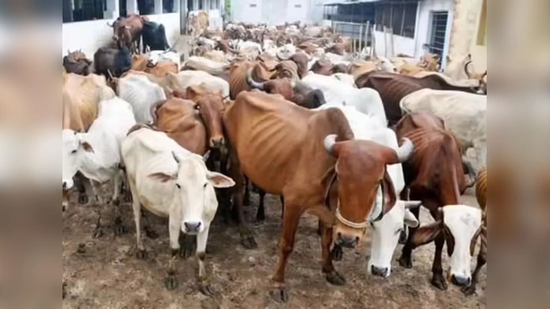 Bareilly : मृत गोवंश के निस्तारण में लापरवाही पर प्रधान के अधिकारी निलंबित