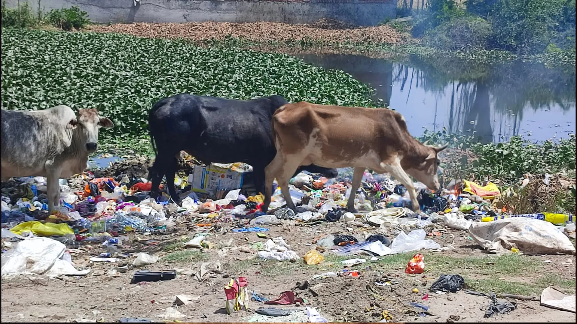 Bareilly : डोहरा तालाब में मिला खतरनाक एमडीआर ई कोलाई बैक्टीरिया