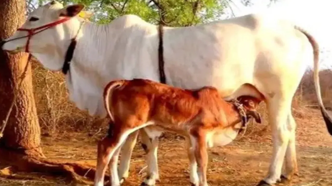 गो सेवा से समृद्धि : यूपी में डेयरी सेक्टर बना ग्रामीण अर्थव्यवस्था का मजबूत आधार 