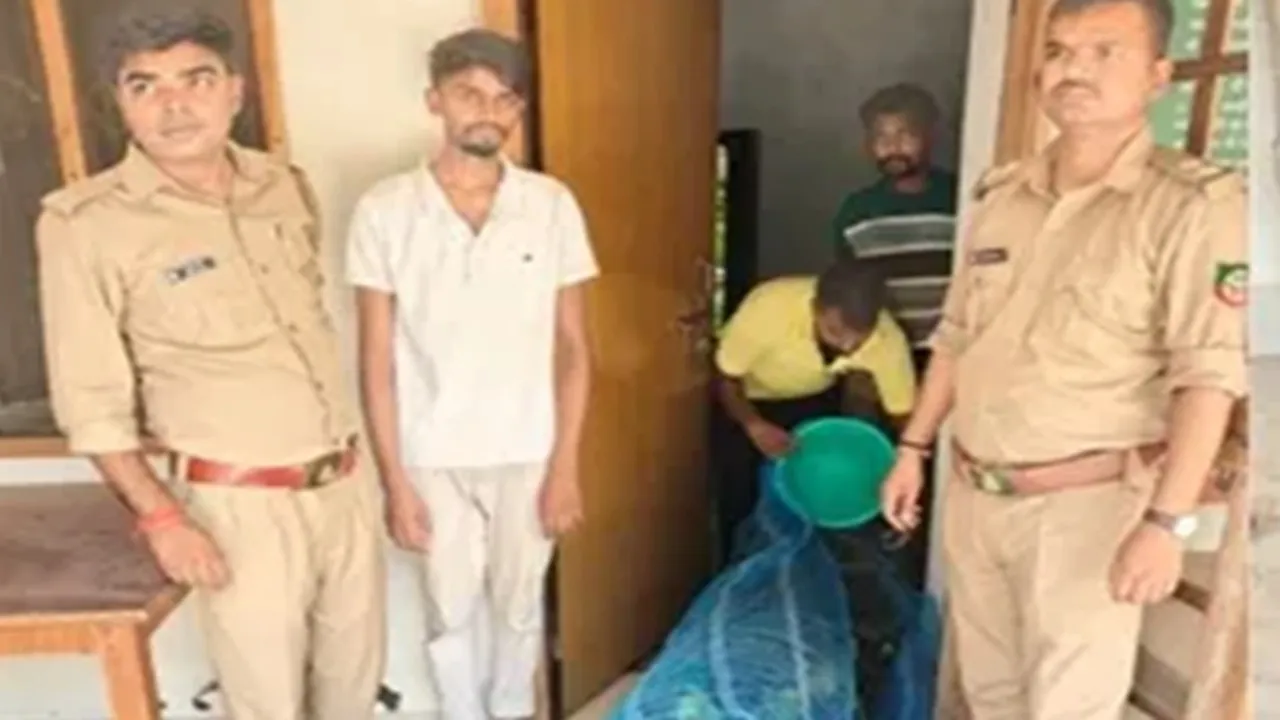 यूपी एसटीएफ की गोरखपुर में बड़ी कार्रवाई : वन्यजीव तस्कर को किया गिरफ्तार, 100 प्रतिबंधित तोते बरामद  