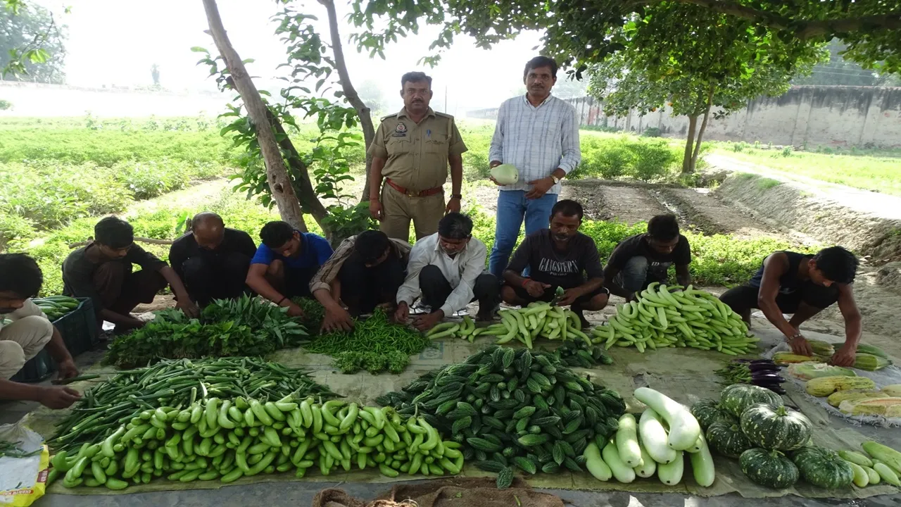 Barabanki News : जिला कारागार में खेती से बदल रही कैदियों की जिंदगी, बर्मी कम्पोस्ट से उगा रहे ऑर्गेनिक सब्जियां