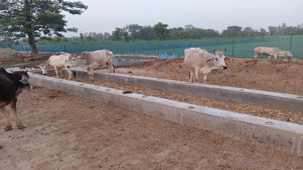 बदहाली की इंतहा : गोंडा में शाहजोत गौशाला बनी बेजुबानों की ‘कब्रगाह’, भूख-प्यास और गर्मी से तड़प रहे गोवंश