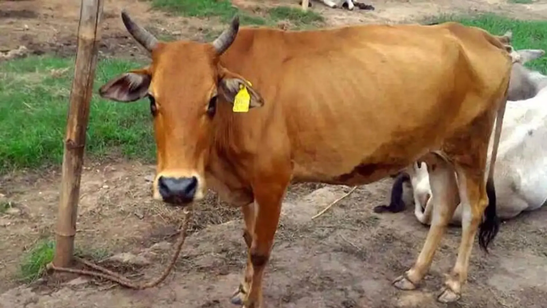 Bareilly: नवाबगंज की गोशाला में 54 गोवंशें की मौत, कागजों में छिपाए आंकड़े