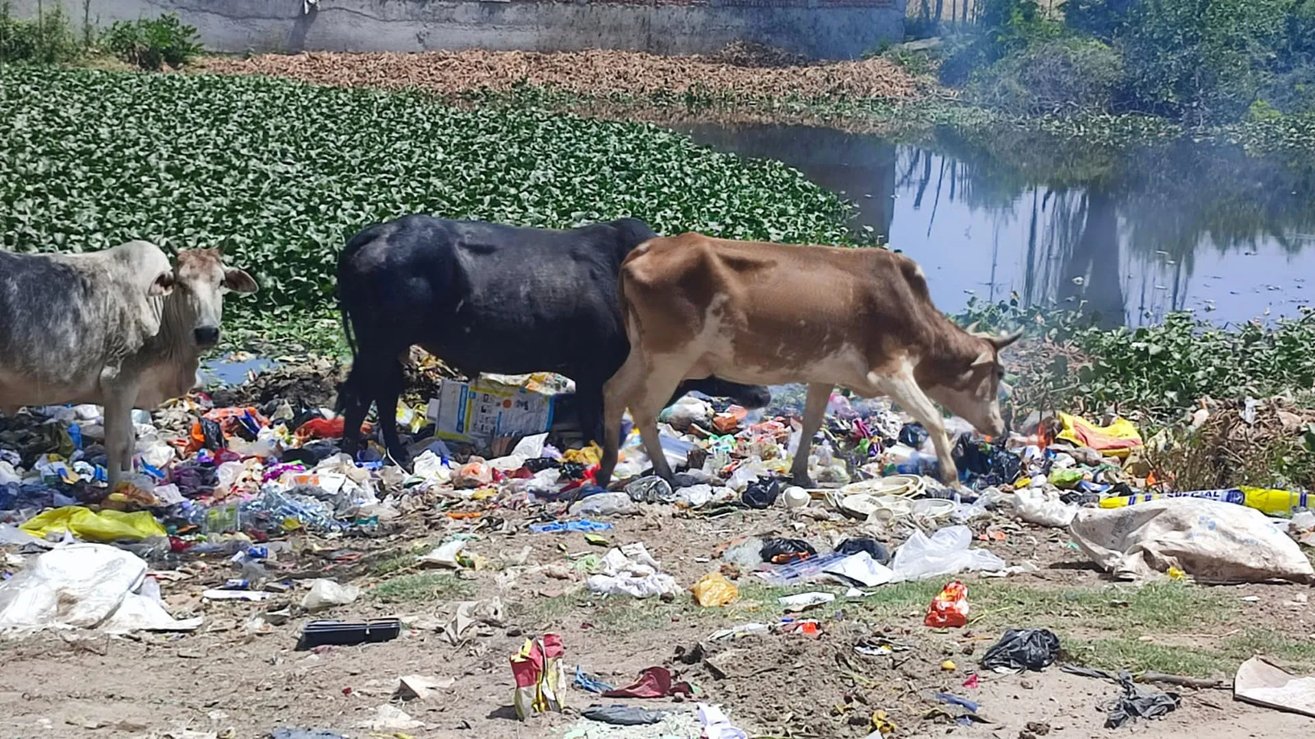 Bareilly:डोहरा तालाब में मिला खतरनाक एमडीआर ई कोलाई बैक्टीरिया