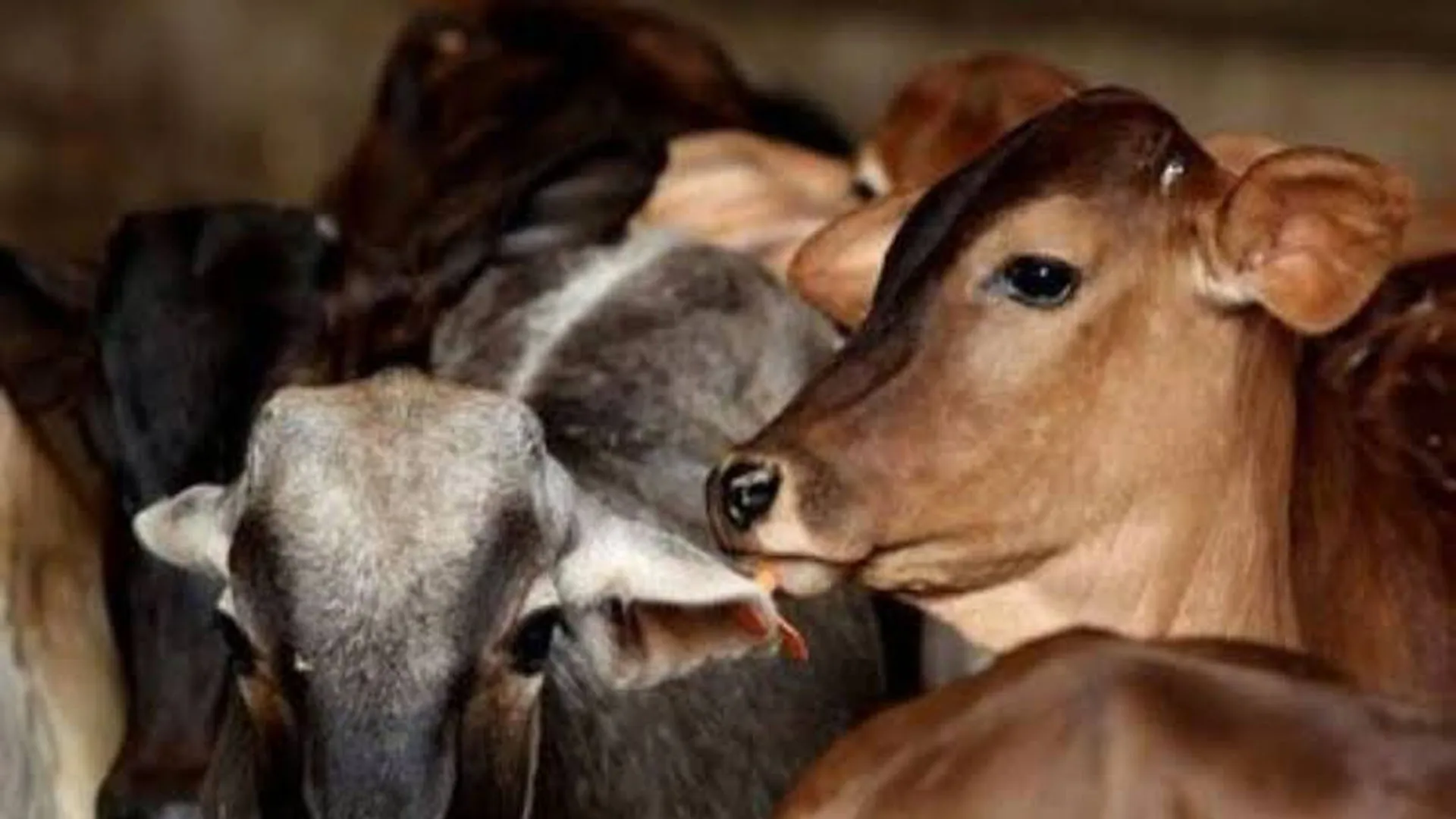 Moradabad: मंडल में 65 हजार से अधिक गोवंशों को मिला सहारा, गोशालाएं भी हुईं आत्मनिर्भर