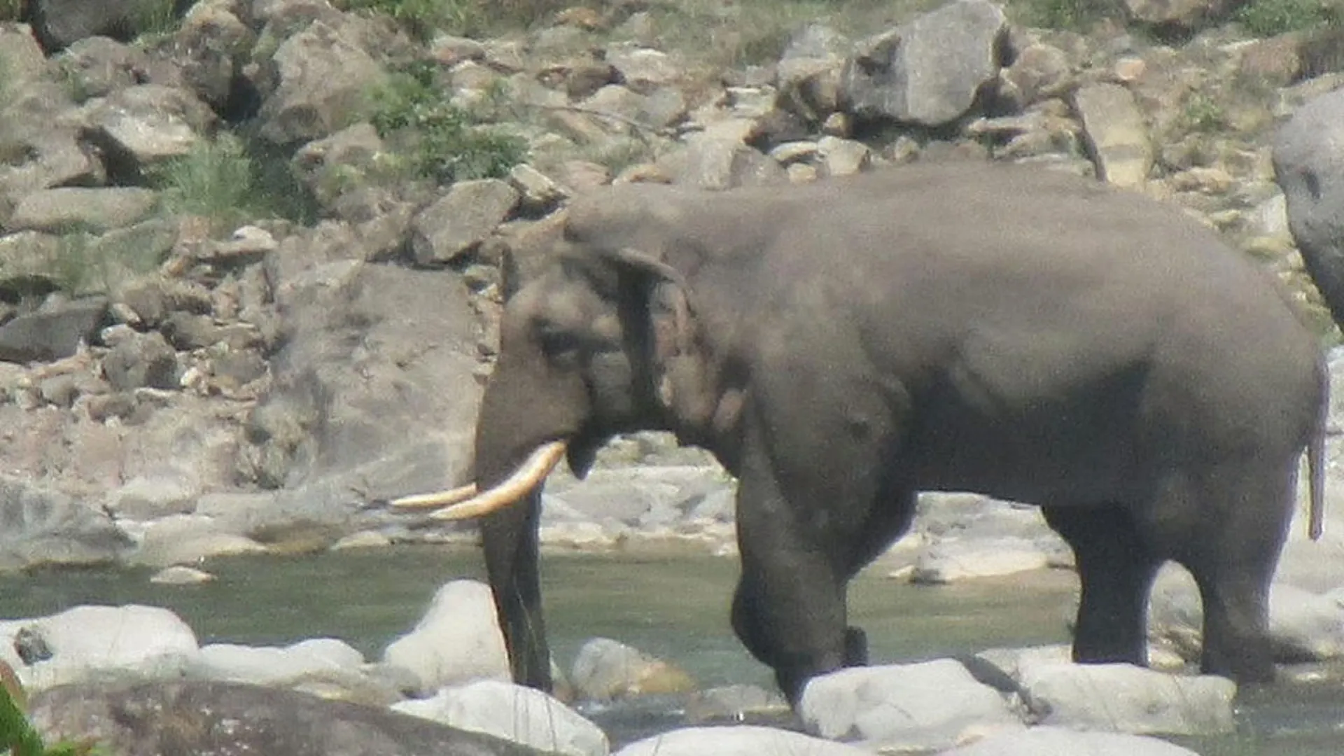 Uttrakhand News: प्रदेश के जंगलों में गजराज की संख्या पता लगाएगा वन विभाग, पहली बार मोबाइल एप में देना होगा डेटा