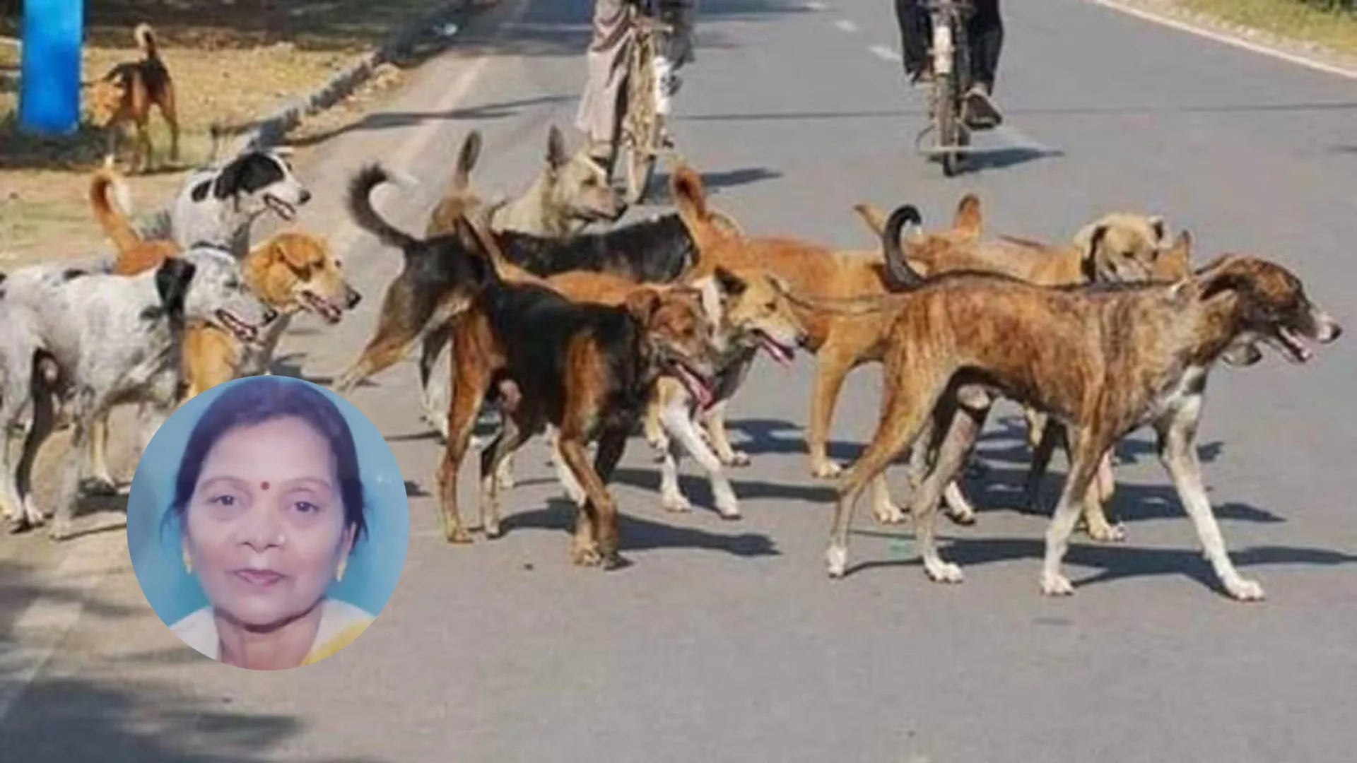 Bareilly:शिक्षिका की मौत के बाद जागा नगर निगम, 15 कुत्ते पकड़े