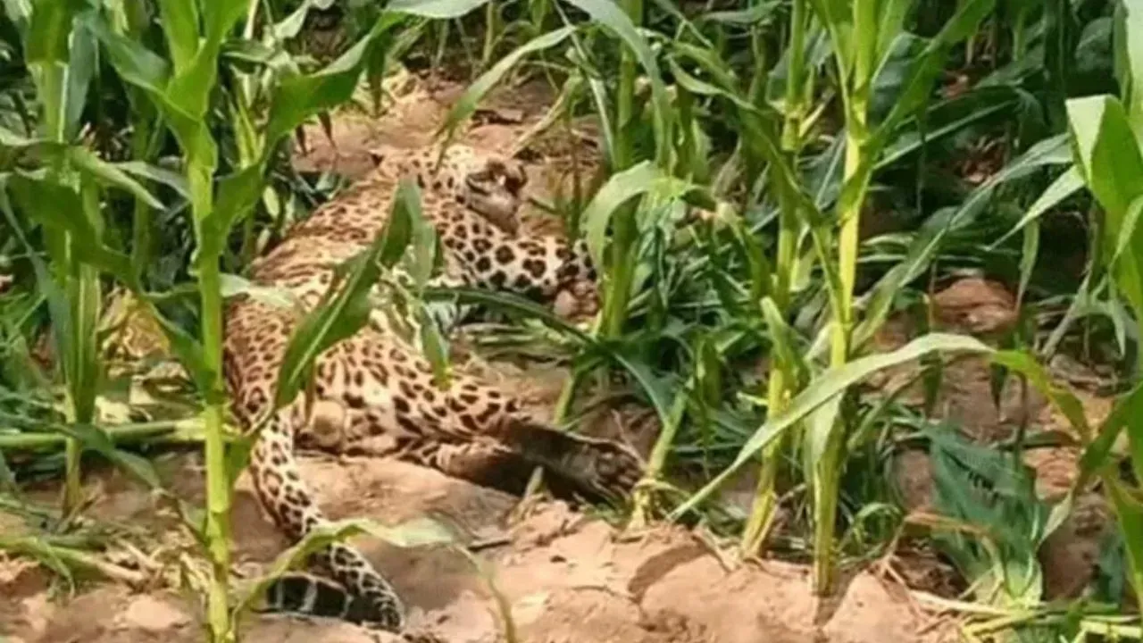 महराजगंजः Abhyasohagi Barwa Wildlife Sanctuary में मृत मिला तेंदुआ, जांच शुरू 