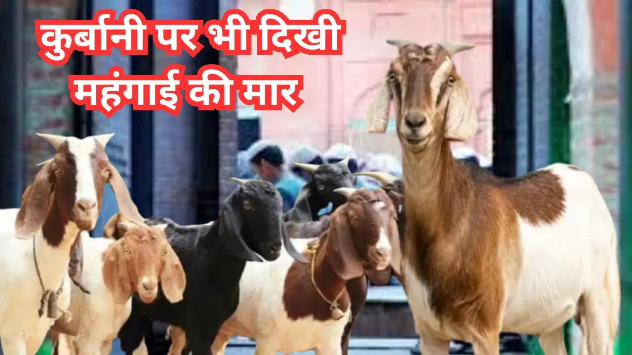 महंगाई की मार: कुर्बानी कम होने से मदरसों की टूटी कमर, दान में कमी से संकट में मदरसों का बजट