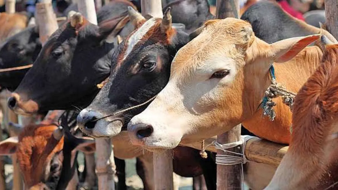 यूपी का ‘गो-इकोनॉमी’ मॉडल बना ग्लोबल ब्रांड... UK, USA ऑस्ट्रेलिया समेत 10 से अधिक देशों तक पहुंच रहे यूपी के गो उत्पाद