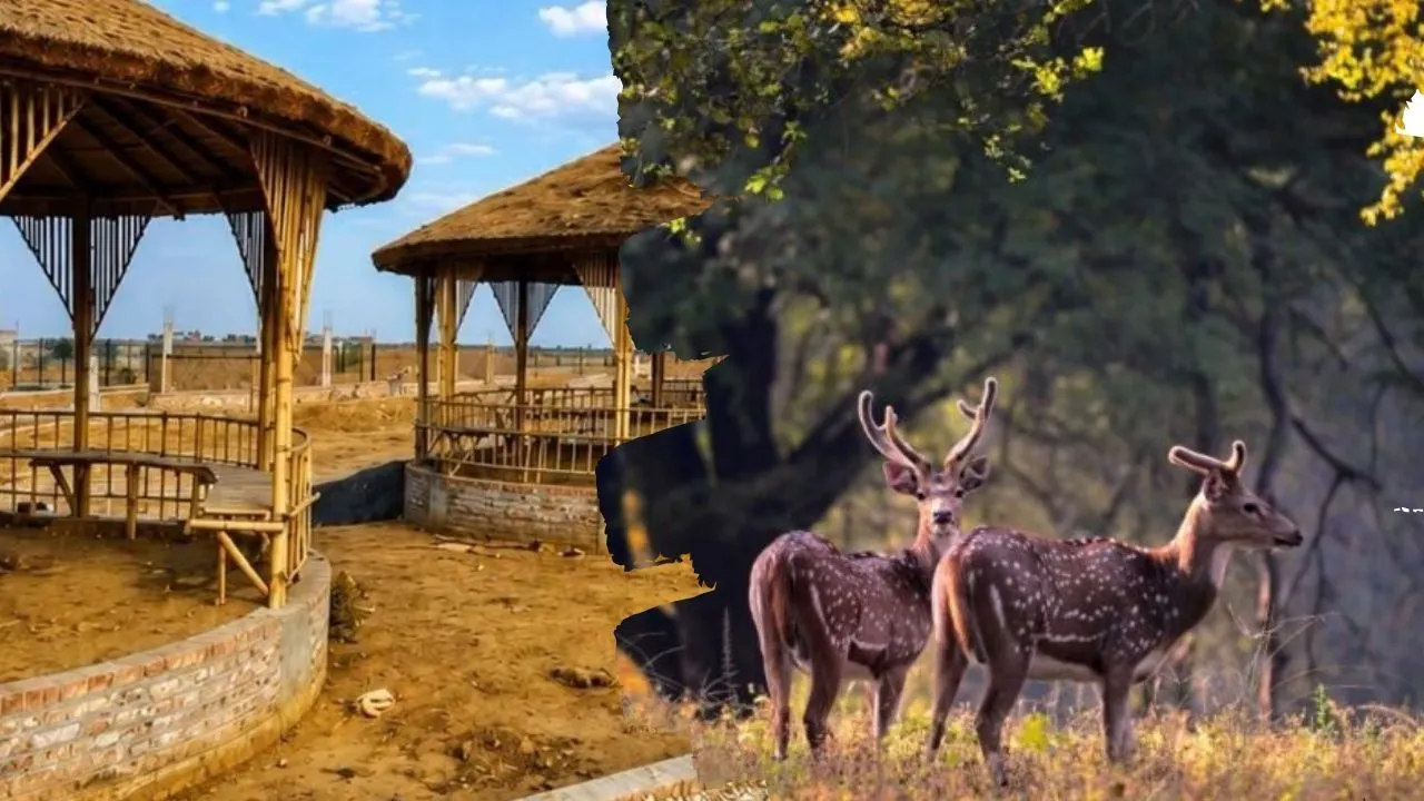 प्रयागराज के कृष्ण मृग अभयारण्य में बन रहा ईको पार्क, मेजा को मिलेगी नई पर्यटन पहचान, वॉच टावर-बर्ड जोन होंगे आकर्षण का केंद्र 