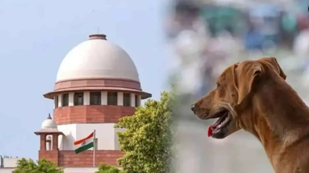 सुप्रीम कोर्ट ने आवारा कुत्तों पर खारिज की आदेश वापस लेने की याचिकाएं,'बच्चों और बुजुर्गों की सुरक्षा सर्वोपरि'.. आदेश रहेगा बरकरार'
