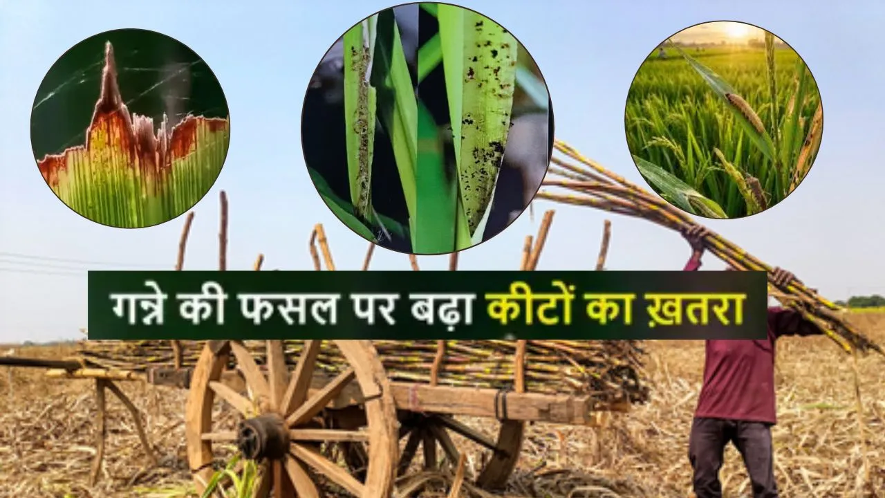 गन्ने की फसल पर चूसक कीटों का खतरा : विभाग ने जारी किया अलर्ट, गर्मी में बढ़ा प्रकोप, नियंत्रण जरूरी