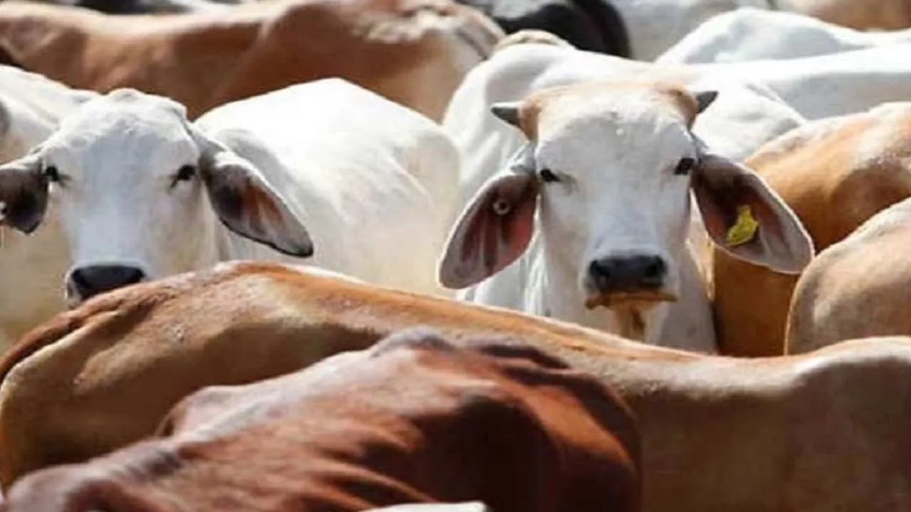 गाय को राष्ट्रिय पशु करें घोषित,  गोरखपुर के युवक ने सरकार के सामने रखी अनोखी मांग