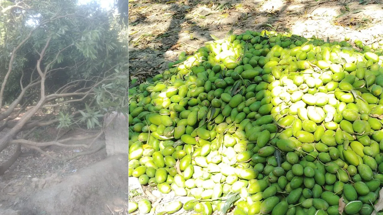 Mango Crop Loss: मलिहाबाद में आंधी-बारिश से आम की फसल को नुकसान, कृषि वैज्ञानिकों ने दी 'बैगिंग' की सलाह
