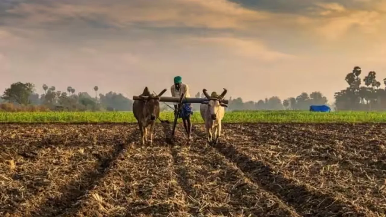 बजट में फंसी कृषि फार्मों की ऊसर भूमि, लखनऊ में फंड के अभाव में अधर में लटका सुधार कार्य