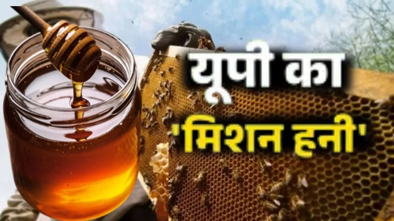 न्यूजीलैंड से मिलकर यूपी बढ़ाएगा शहद का कारोबार,  आधुनिक तकनीक और वैश्विक बाजार से जुड़ेगा मधुमक्खी पालन क्षेत्र
