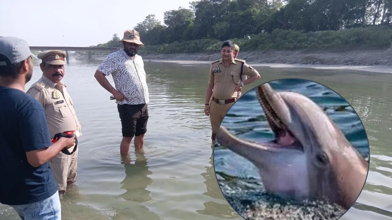  बाराबंकी :  शारदा नहर में फंसी मां-बच्चे डॉल्फिन की मौत, हीट स्ट्रोक की आशंका;रेस्क्यू ऑपरेशन भी फेल