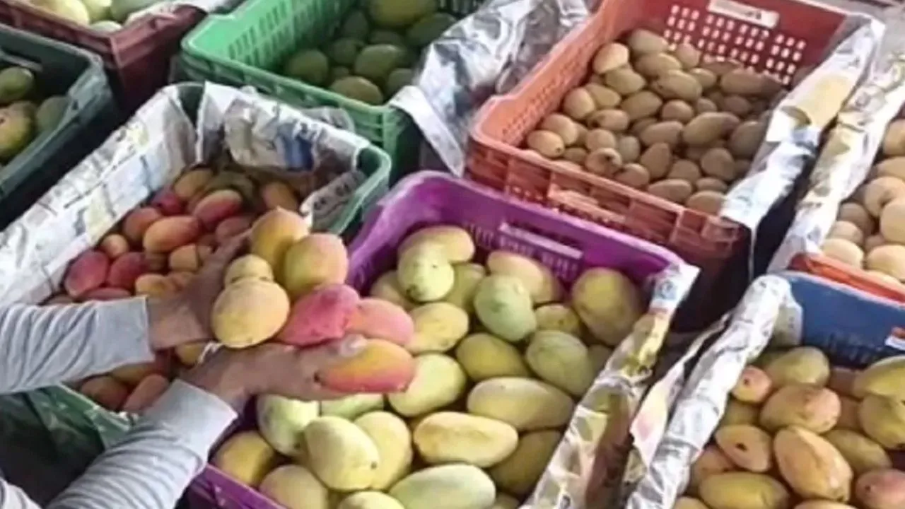 यूपी से ट्रीटेड आम ही खरीदेगा नेपाल, व्यापारियों को अब अपनानी होगी यूरोपीय तकनीक 