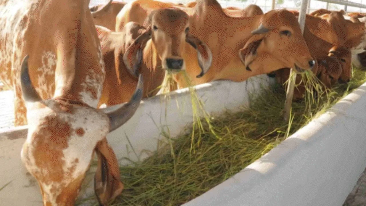  गोशालाओं से निकलेगा रोजगार और समृद्धि का नया मॉडल, यूपी के 75 जिलों में तैनात होंगी कृषि सखियां