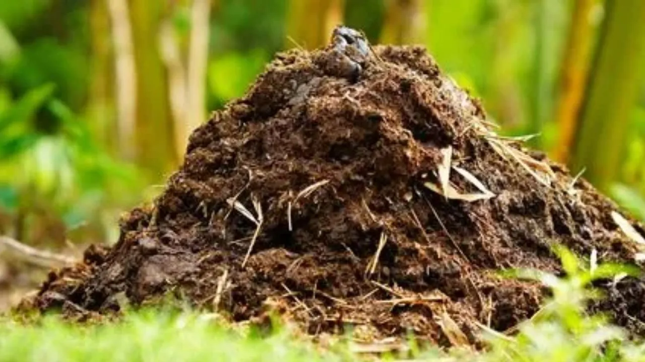 यूपी में गोबर से बनी खाद पर सब्सिडी पर देगी सरकार, 7500 गो आश्रय स्थलों को बनाया जाएगा जैविक खाद उत्पादन केंद्र
