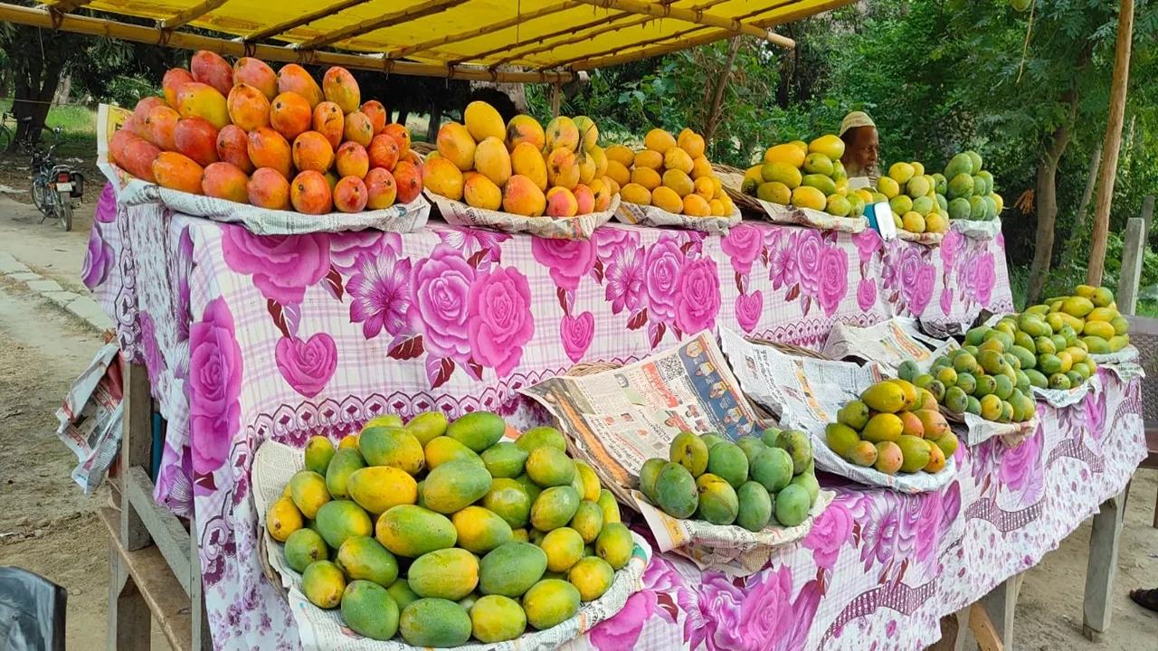 Barabanki News : बाराबंकी के याकूती आम की देश-विदेश में बढ़ी मांग, मसौली के बागों से दुनिया तक पहुंचा अनोखा स्वाद