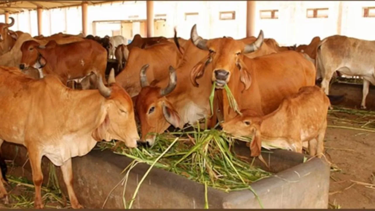 UP News : अलनीनों के प्रभाव से पशुओं का बचाव, गौशालाओं में करें भरपूर भूसा-चारे का प्रबंध-एसीएस 