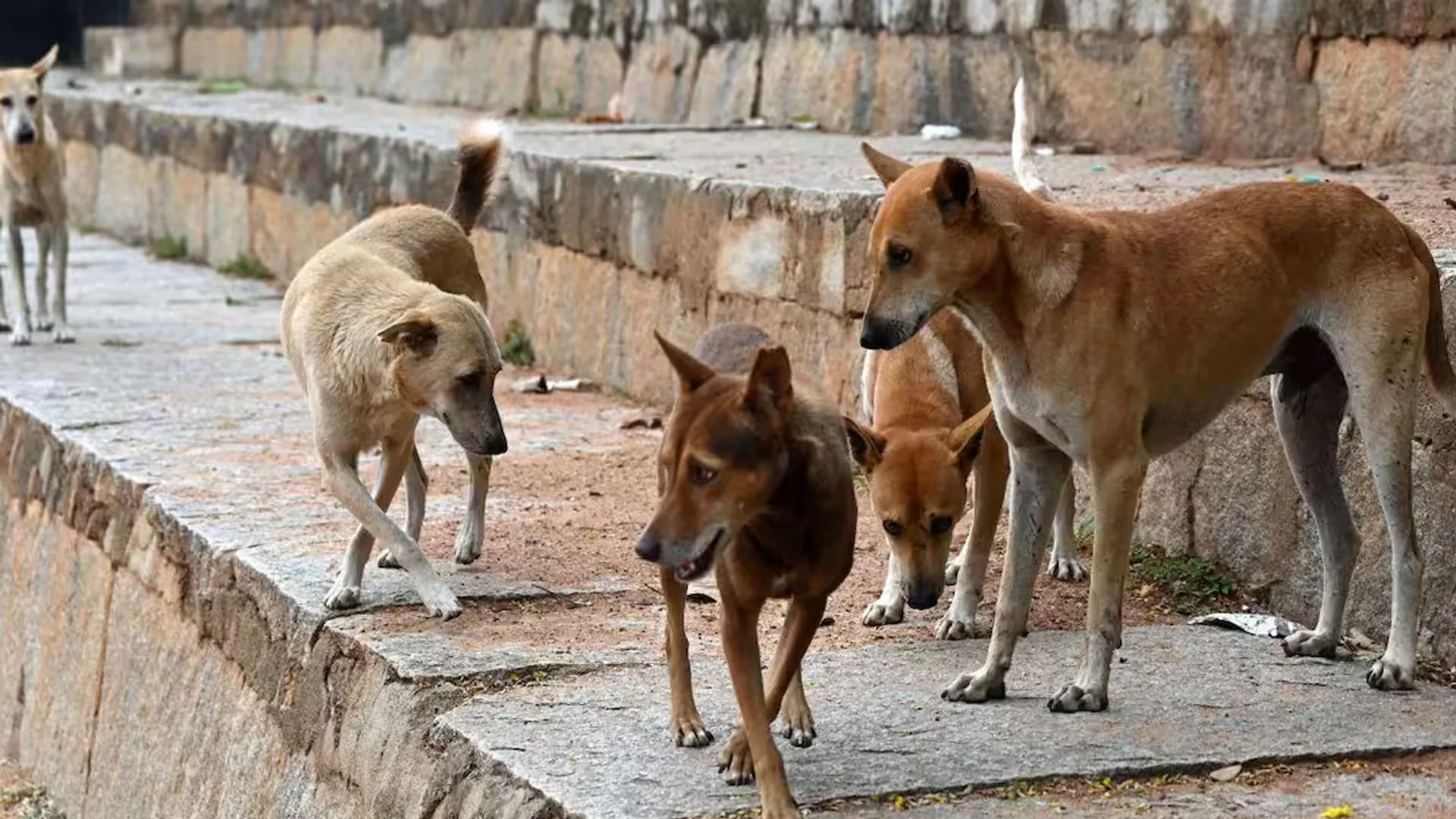 Bareilly News: हजारों की नसबंदी, फिर भी शहर में बेहिसाब बढ़े आवारा कुत्ते