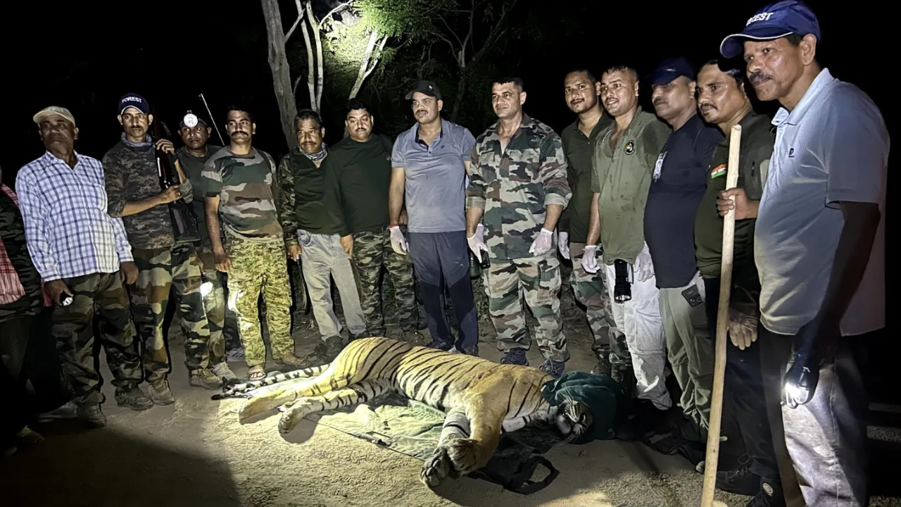 घायल अवस्था में मिला पर्यटकों का चहेता मशहूर 'भोला' बाघ, ढेला रेस्क्यू सेंटर में शुरू हुआ इलाज