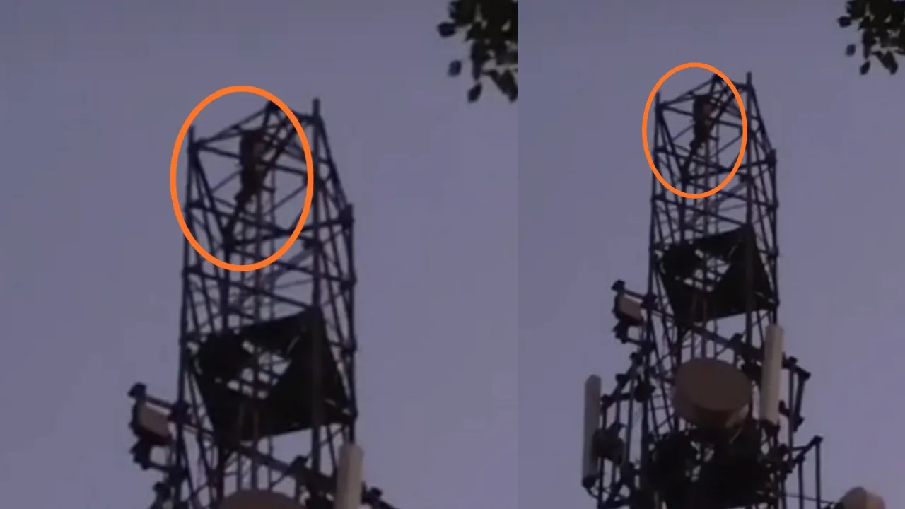 180 फीट ऊंचे टावर पर चढ़ी प्रेमिका, प्रेमी के 'हां' करने पर ही उतरी… फिर आई शादी की खबर, तो मचा बवाल!