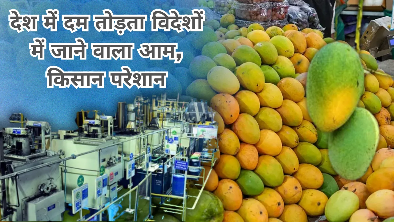 देश में दम तोड़ता विदेशों में जाने वाला आम, किसान परेशान... जानें आखिर क्या है VHT जो बना नुकसान की वजह