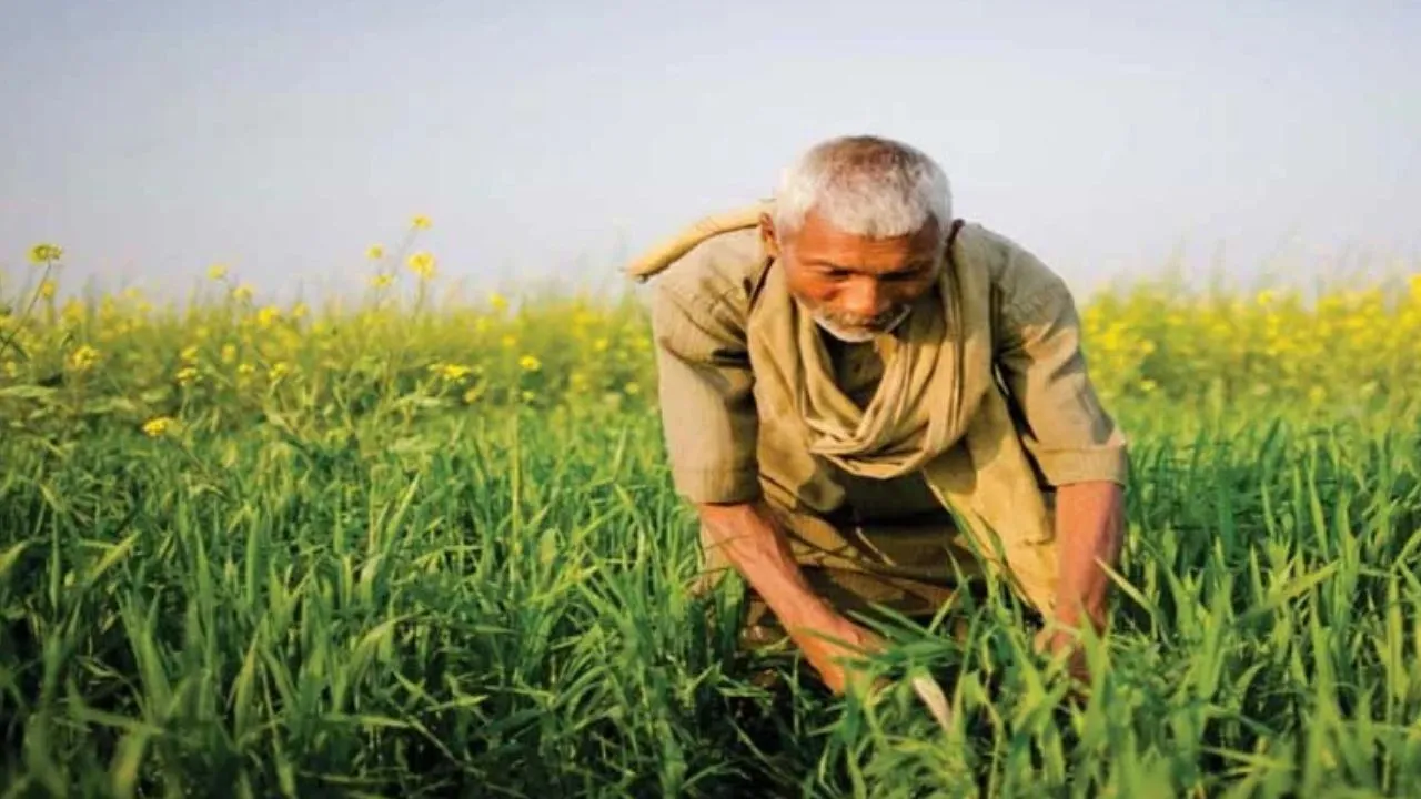 कम बारिश में भी होगी अच्छी पैदावार,  कृषि विभाग ने दी फसलों का बीमा करने की सलाह ; इन फसलों की खेती पर दिया जोर