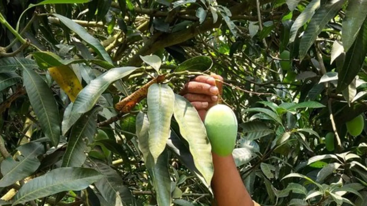Indian Mango Export:  सिंगापुर पहुंचा 'बंगानापल्ली' समुद्र के रास्ते पहुंची 5 टन की खेप, किसानों को मिला दोगुना दाम
