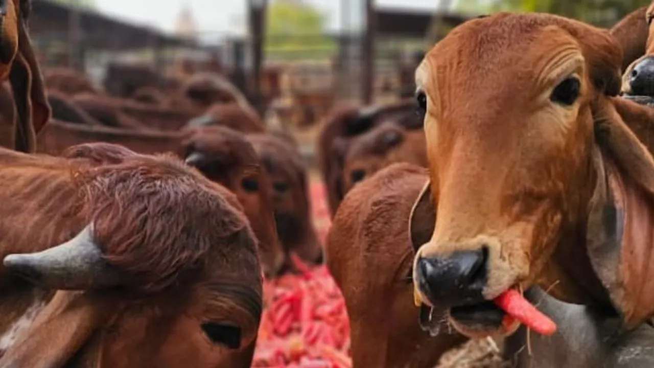 गो संरक्षण में मॉडल बना यूपी :  अमेरिका, जर्मनी तक पहुंच रहे पंचगव्य और आयुर्वेदिक उत्पाद