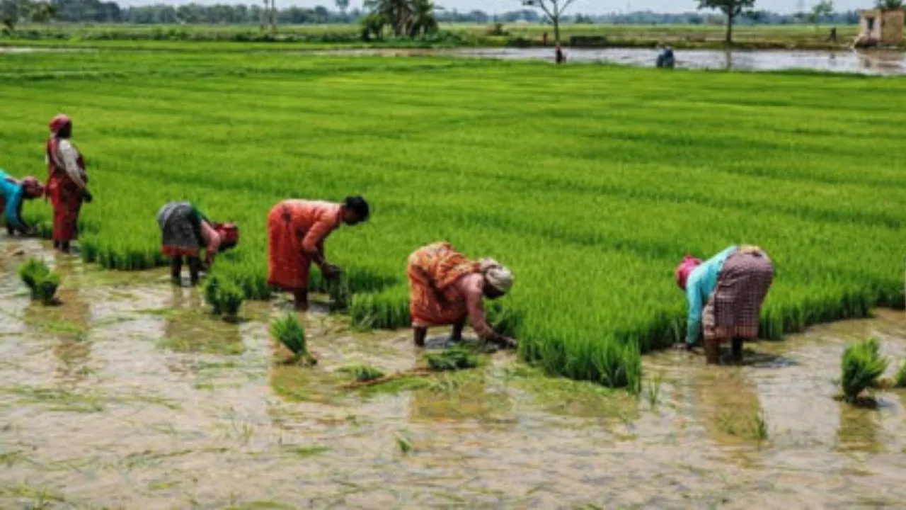 प्रयागराज :  धान की रोपाई पर मंडराया संकट, महंगे डीजल और गिरते भूजल स्तर की दोहरी मार  