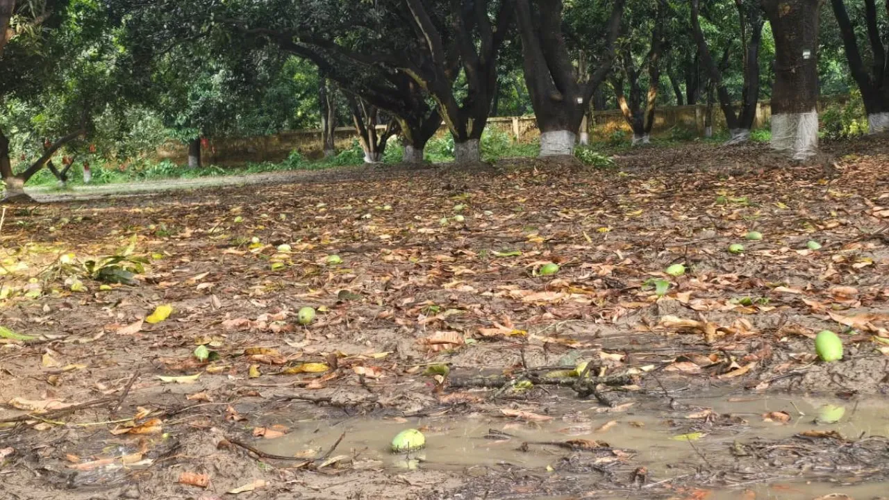 बारिश के बाद दोगुना होगा आमों का स्वाद,  प्री-मानसून से बढ़ेगी आमों में मिठास, कम होंगे दाम?