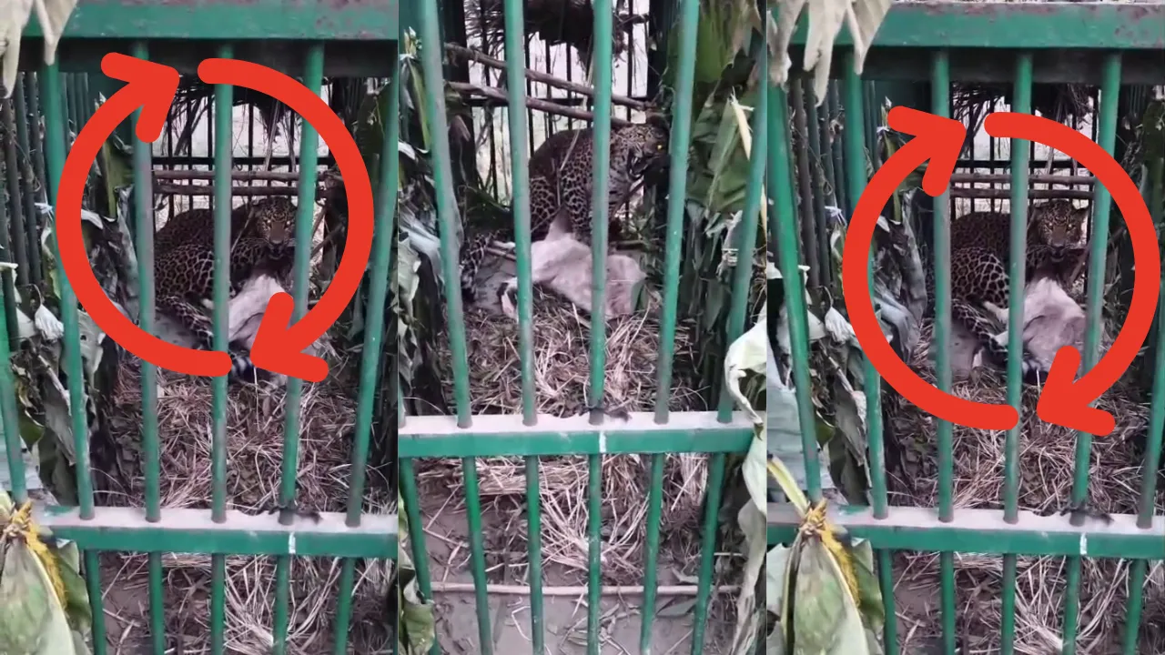 लखीमपुर खीरी न्यूज: गन्ने के खेत से पिंजरे में कैद हुआ खूंखार तेंदुआ, ग्रामीणों ने ली राहत की सांस