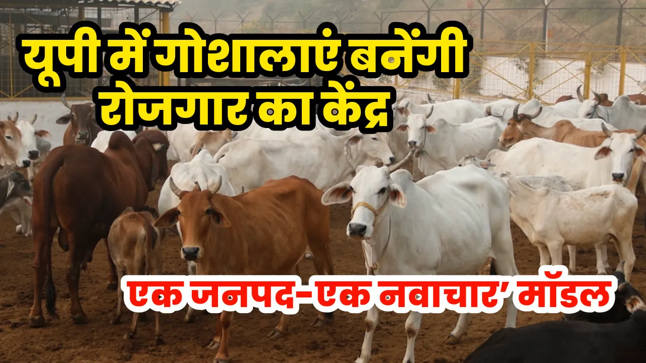 यूपी में गोशालाएं बनेंगी रोजगार का केंद्र, ‘एक जनपद-एक नवाचार’ मॉडल से बढ़ेगी ग्रामीण अर्थव्यवस्था