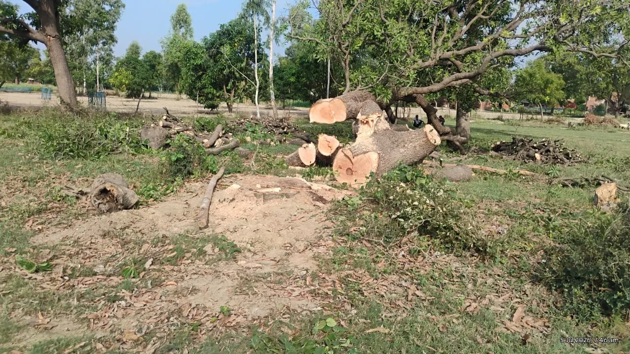 Barabanki News : ग्रामीणों की सतर्कता से पकड़ी गई अवैध लकड़ी, हरा आम का पेड़ काटकर ले जा रहे थे वन माफिया