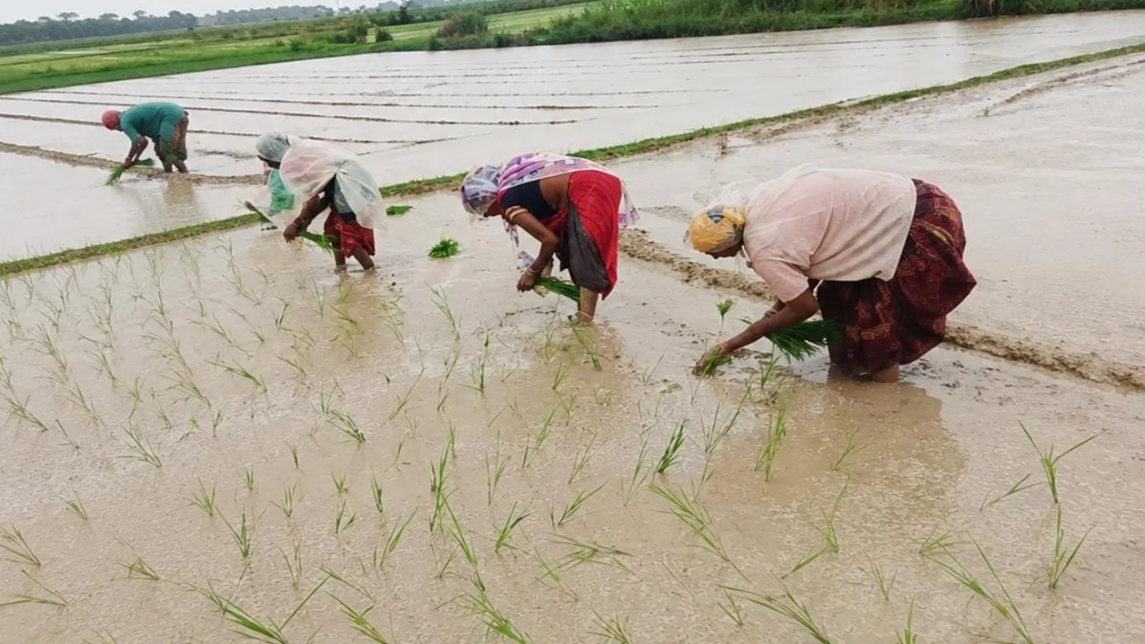 Balrampur News:  झमाझम बारिश से खिल उठे किसानों के चेहरे, खेतों में शुरू हुई धान की रोपा, किसान बोले- खेतों में बरस रहा है सोना