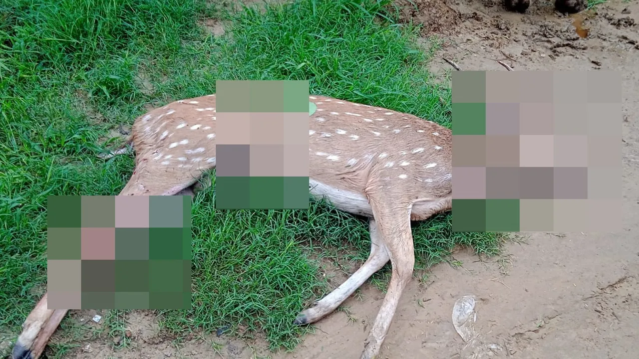 Lucknow News : तालाब में फंसे चीतल पर आवारा कुत्तों का हमला, ग्रामीणों ने बचाया लेकिन नहीं बच सकी जान