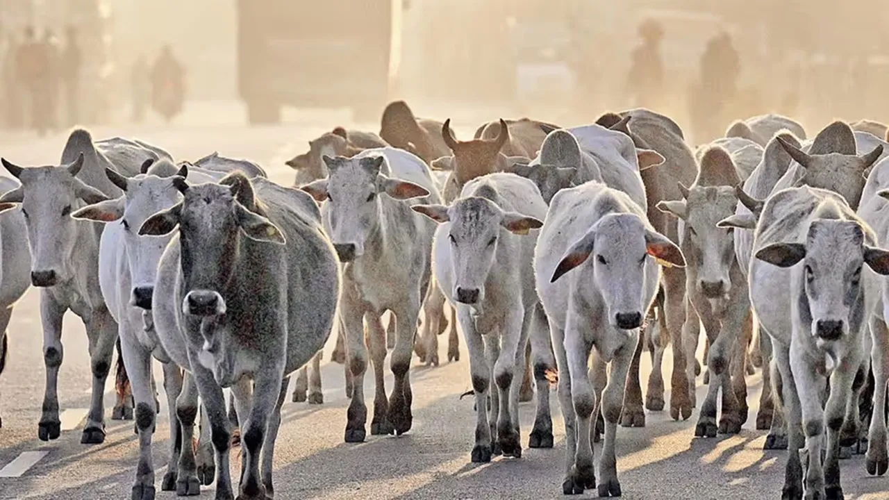 Good News : कानपुर मंडल में 1.19 लाख से अधिक निराश्रित गोवंश सुरक्षित, 10,601 पशुपालकों को मिल रही ₹1500 प्रति पशु सहायता