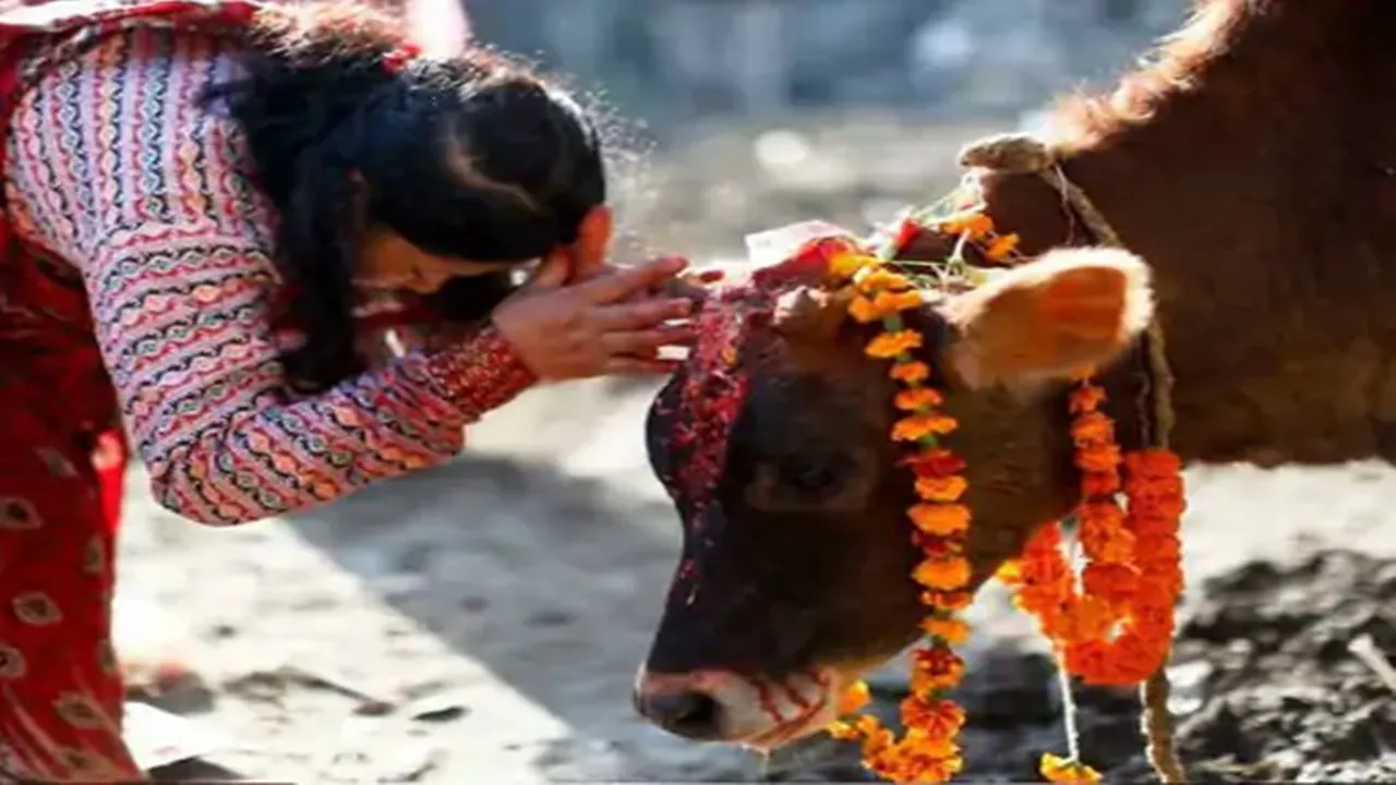 भारतीय संस्कृति और परंपरा में पूज्य है गाय