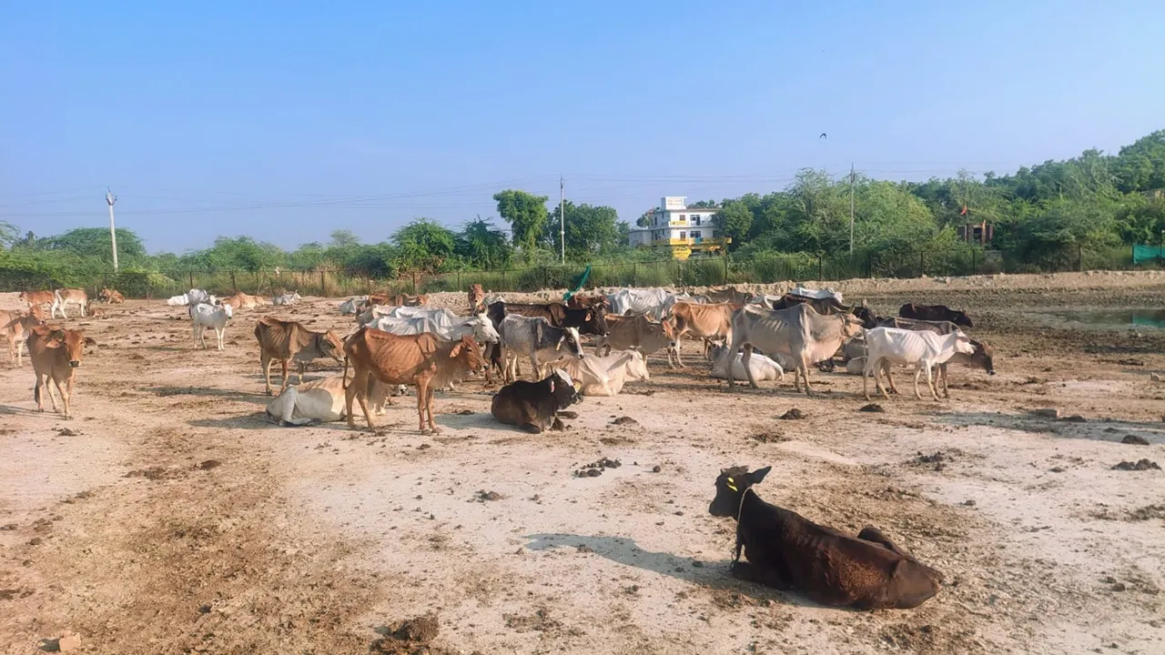 Raebareli News: कैली गौशाला की बदहाली पर बवाल, भूख-प्यास से गोवंशों की मौत का आरोप; जांच के आदेश