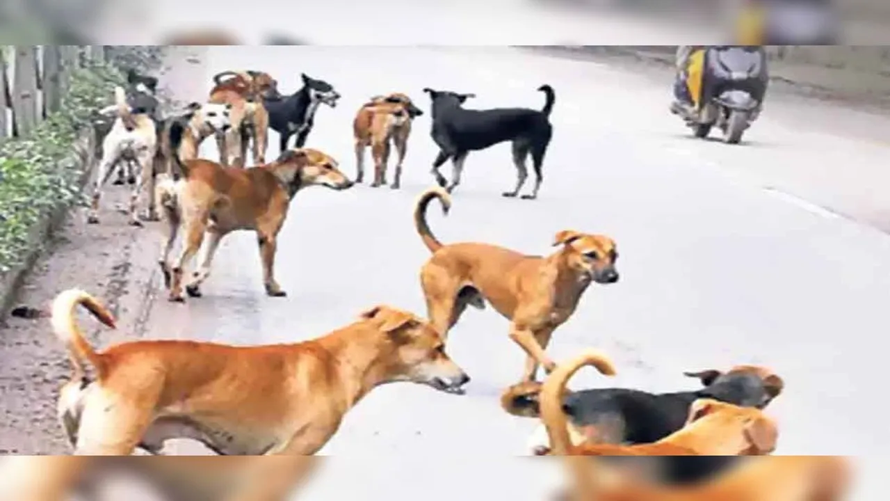 Prayagraj News : प्रयागराज में आवारा कुत्तों का आतंक, एक सप्ताह में दर्जनभर लोगों पर हमला, ग्रामीणों में दहशत 