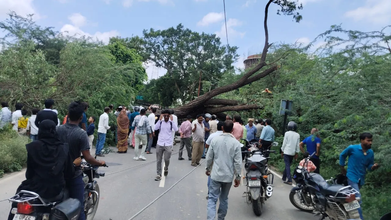 श्रावस्ती: भिनगा-सिरसिया मार्ग पर गिरा विशाल पेड़, 52 ग्राम पंचायतों की बिजली ठप; घंटों बाधित रहा आवागमन