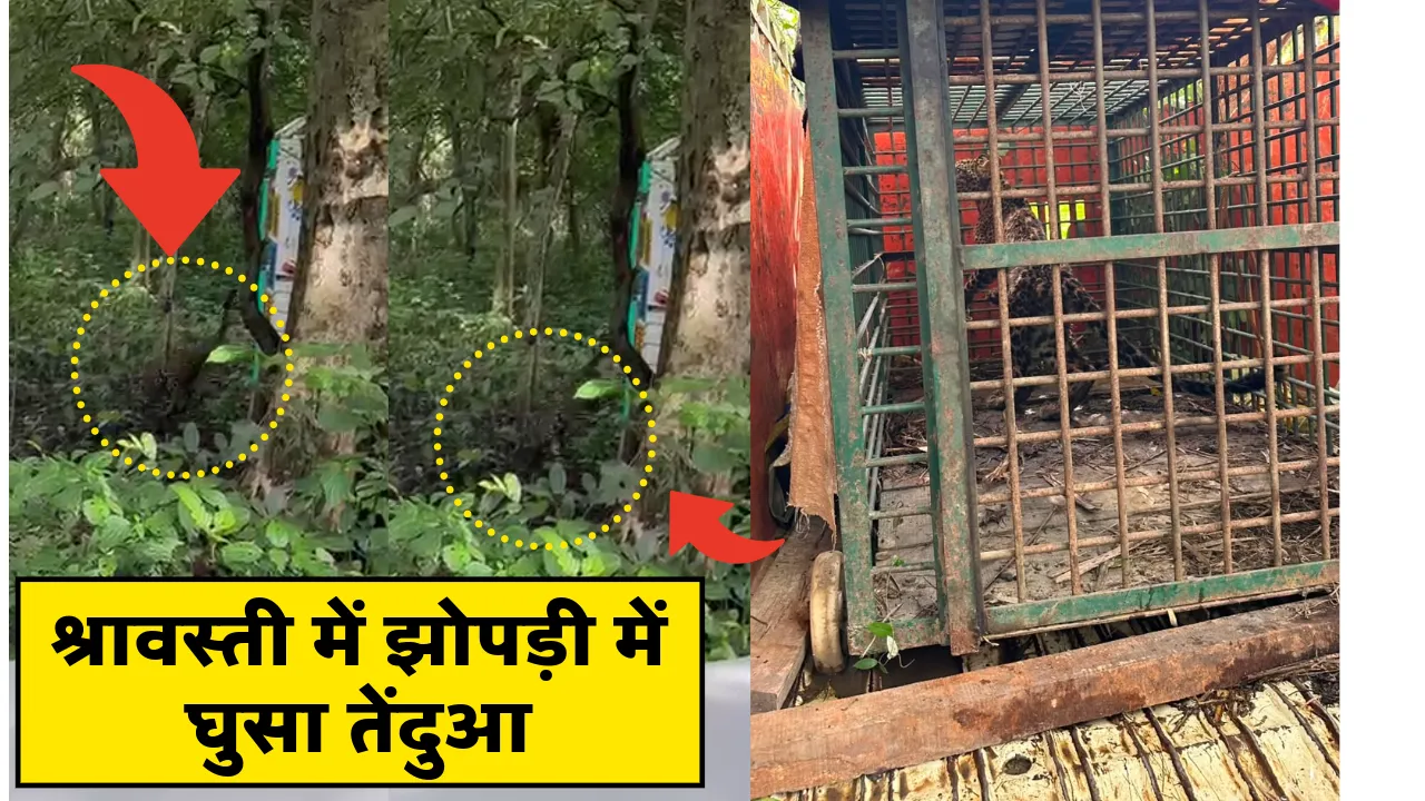 श्रावस्ती में झोपड़ी में घुसा तेंदुआ: वन विभाग ने रेस्क्यू कर सुरक्षित जंगल में छोड़ा