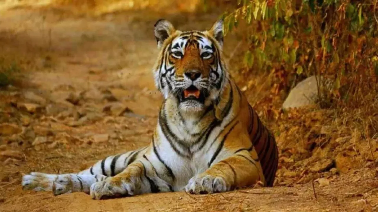  World Tiger Day: दुधवा टाइगर रिजर्व में बढ़ी बाघों की संख्या, चार साल में 64% की रिकॉर्ड वृद्धि