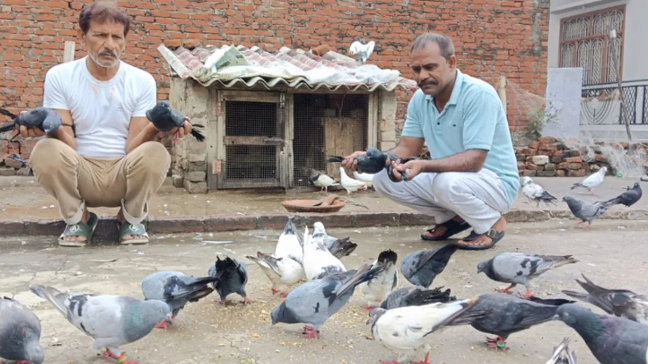 दुनियाभर में कायम है शाहजहांपुर के कबूतरों की उड़ान का जलवा